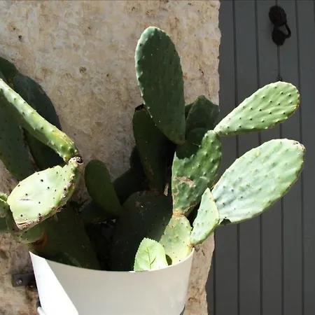 B&B Prejela By Typney * Ostuni